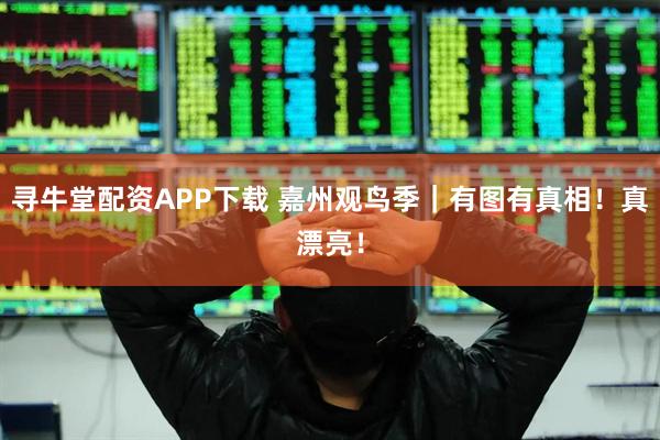 寻牛堂配资APP下载 嘉州观鸟季｜有图有真相！真漂亮！